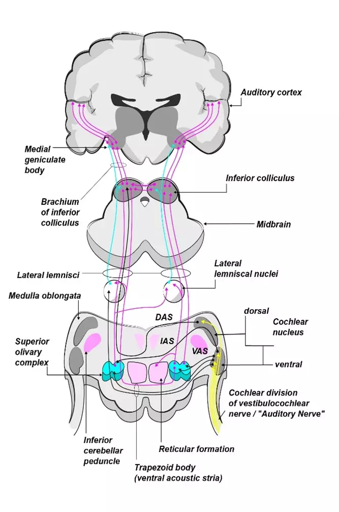 Central Auditory Nervous System 1