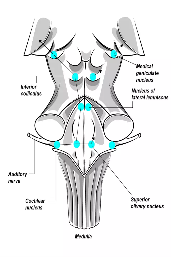 Central Auditory Nervous System 2