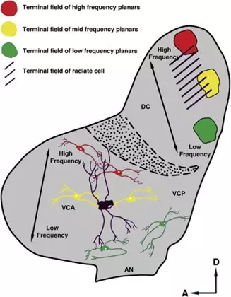 The cochlear nuclei